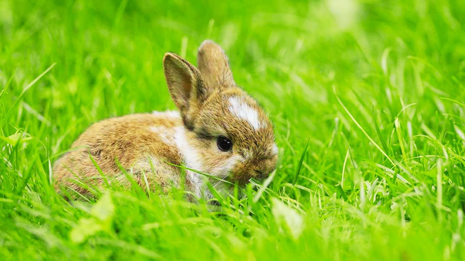 Petition · Help stop animal cruelty in the beauty industry - Canada ·  Change.org, image size:1600x900