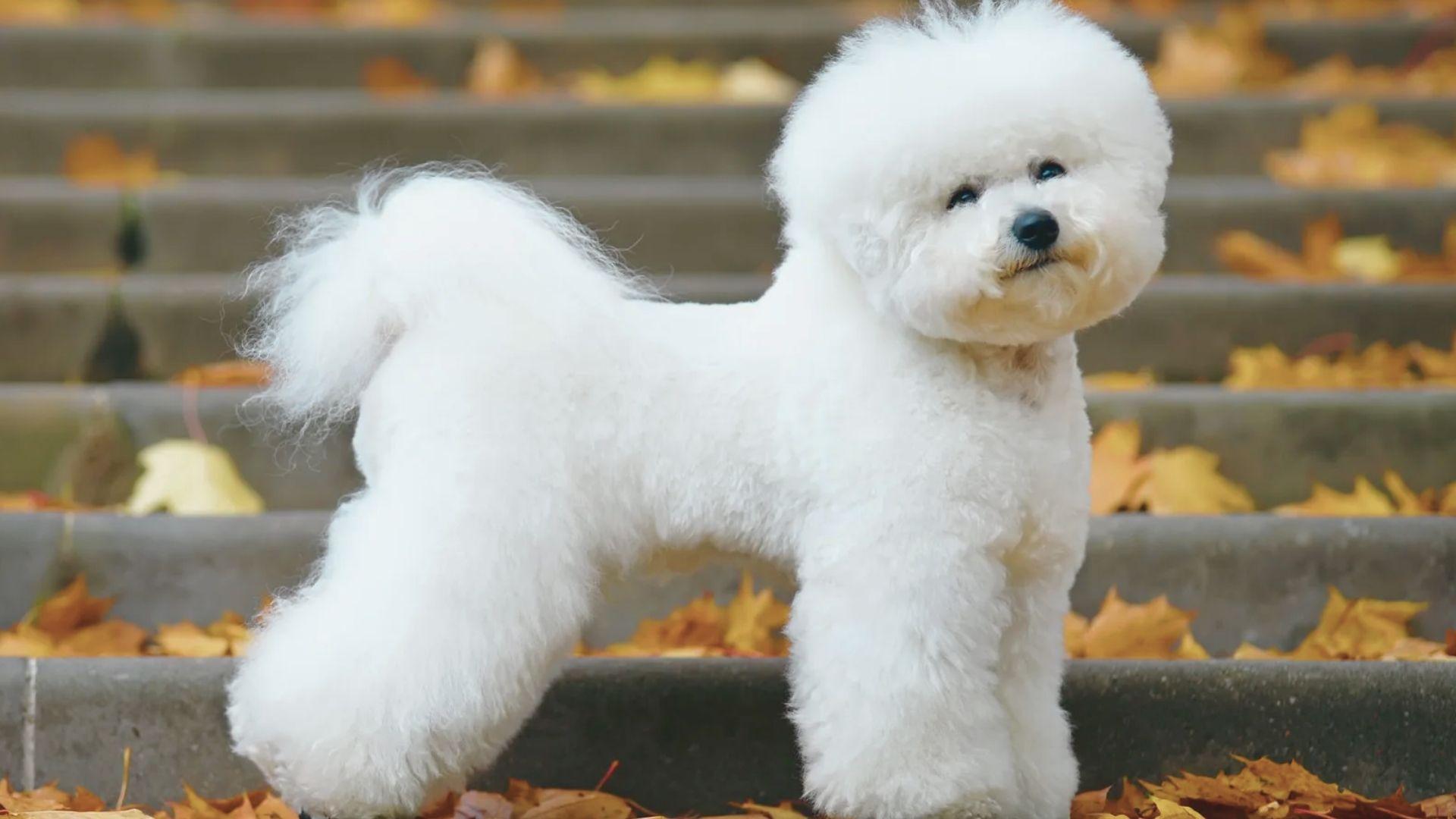 A white bichon standing on steps surrounded by colorful fall leaves.