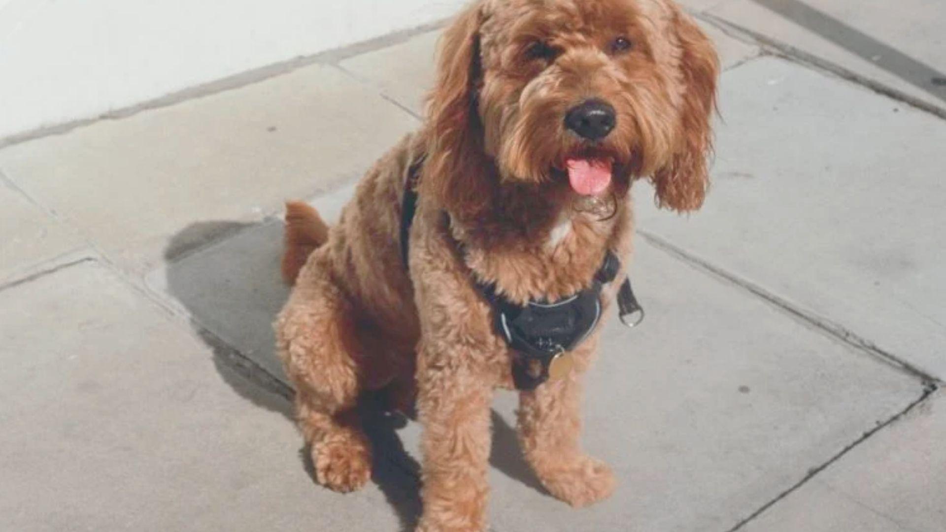 A brown dog sitting on the ground, playfully sticking its tongue out.