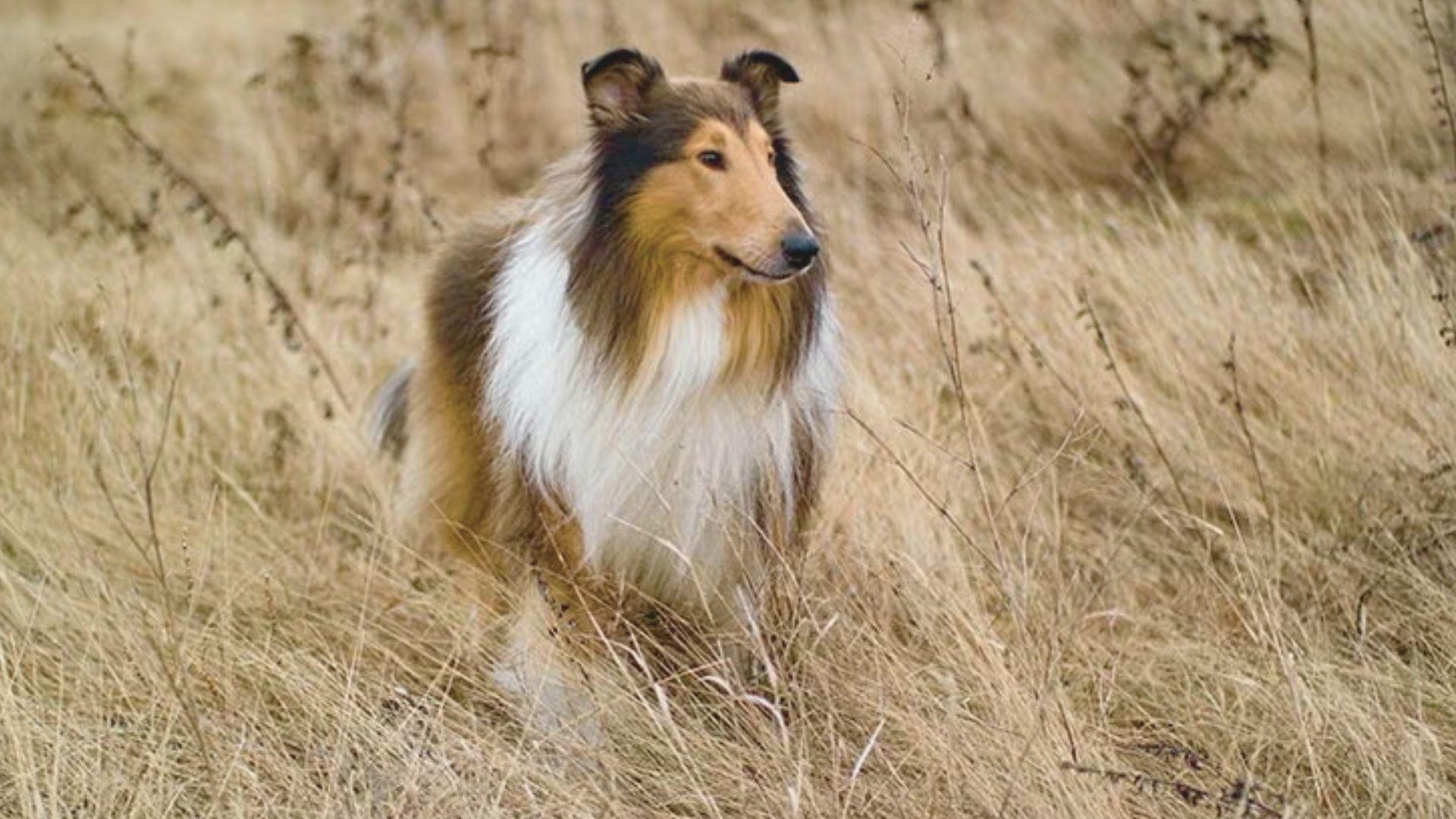A collie dog stands proudly in a field of tall grass, its fur gently swaying in the breeze.