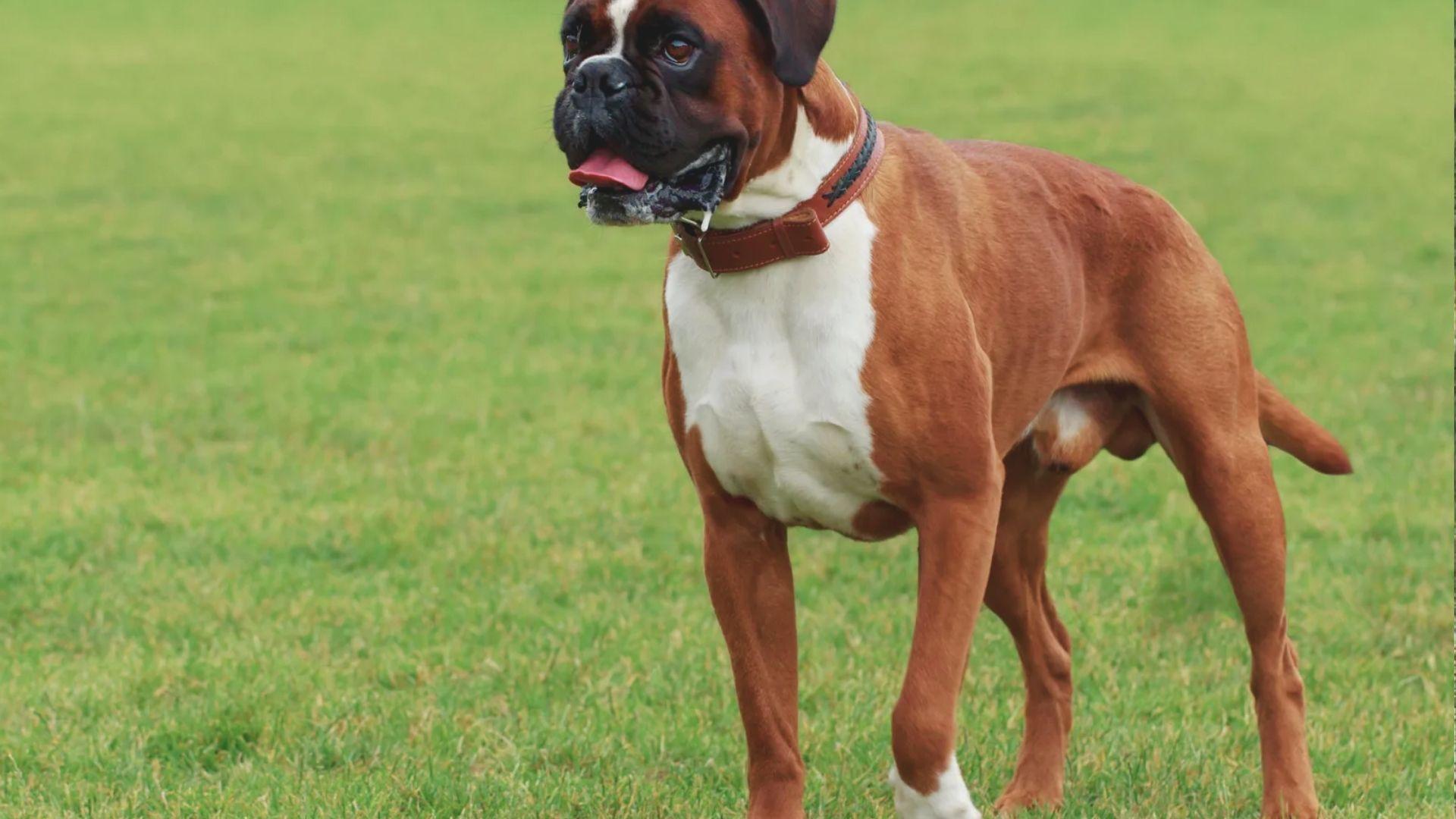 A brown and white boxer dog stands in green grass, looking alert and playful