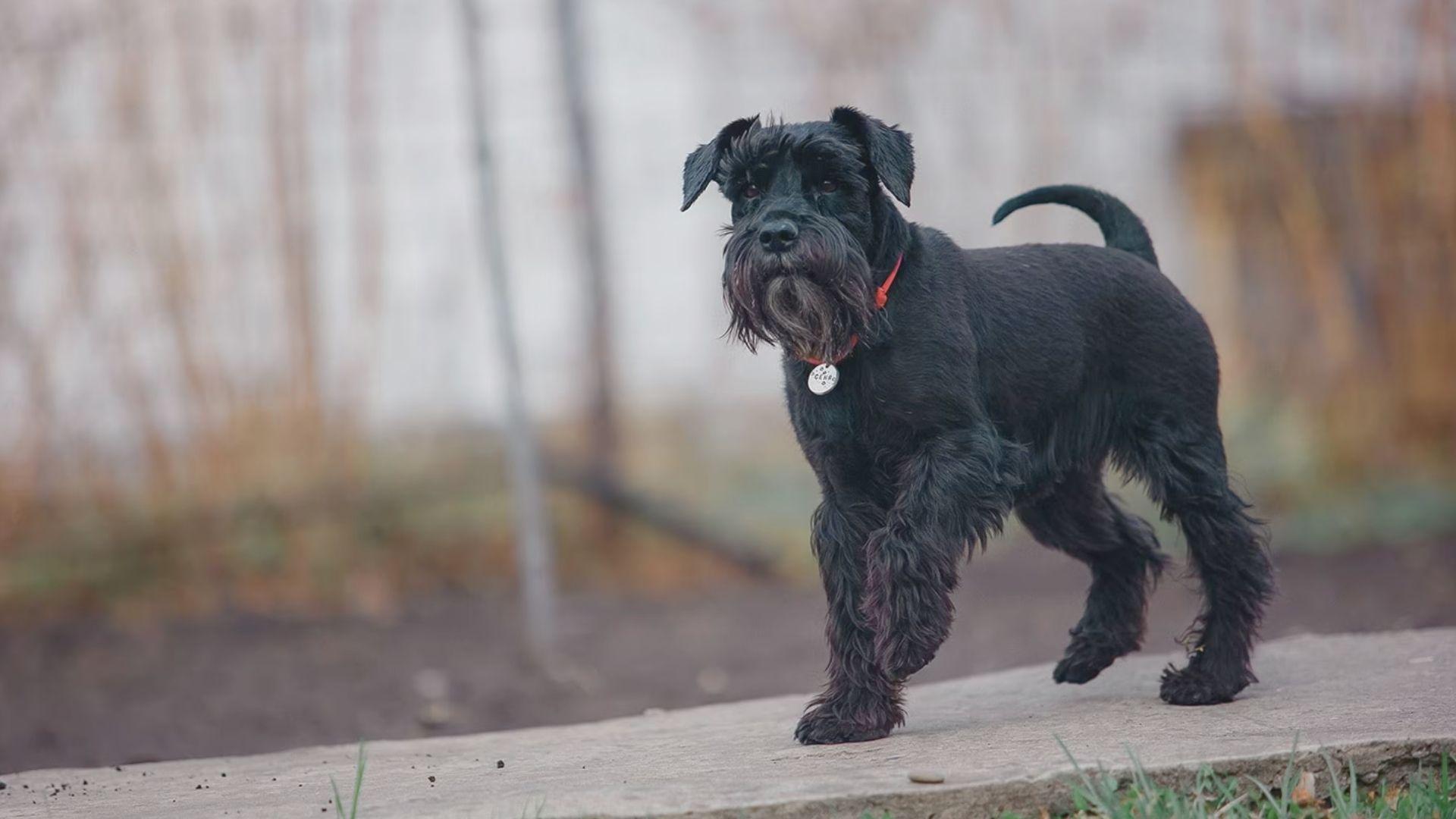 A black dog wearing a red collar walks along a cement path surrounded by greenery.