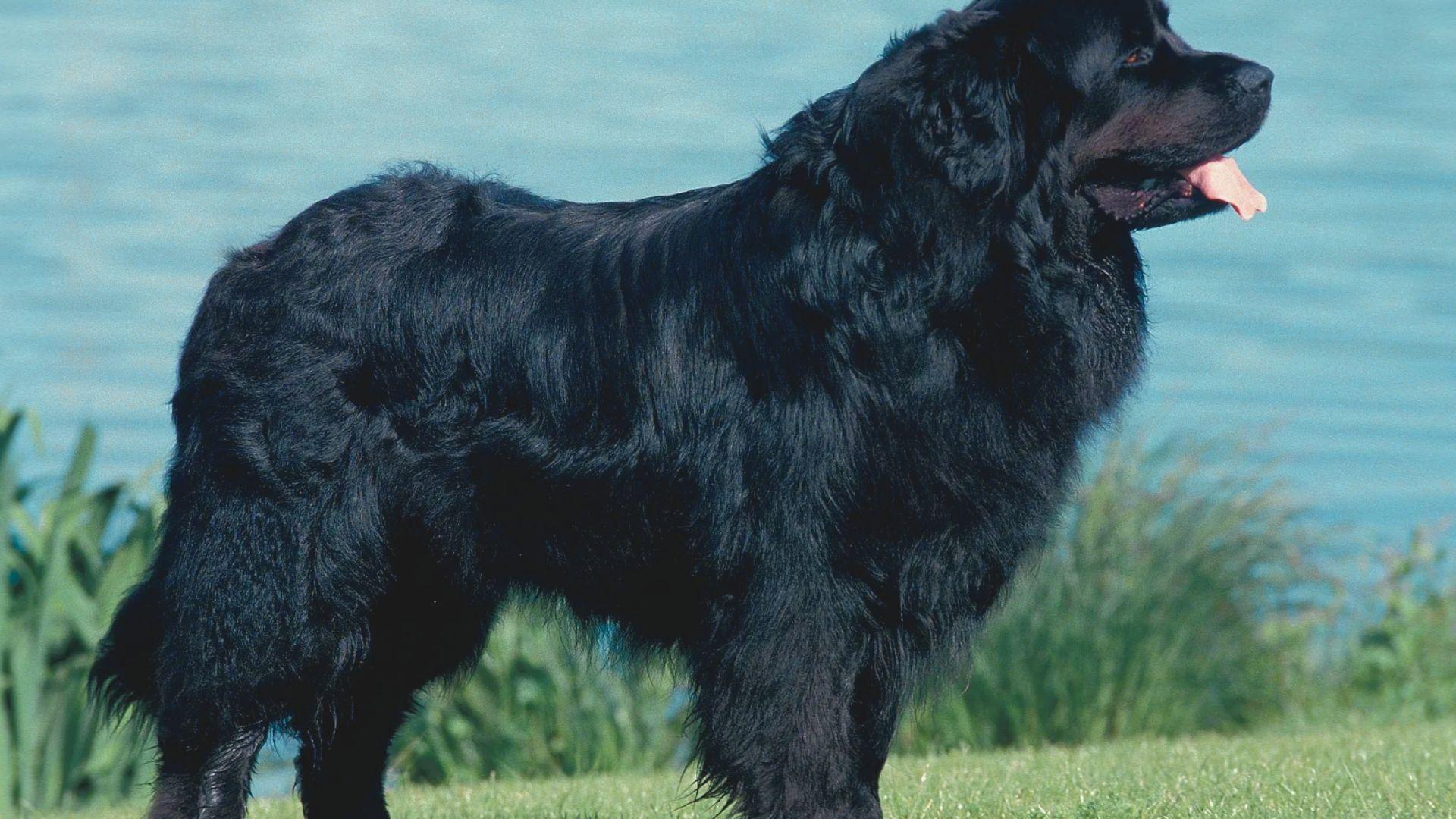 A large black dog stands proudly on a grassy field, surrounded by lush green grass under a clear blue sky.