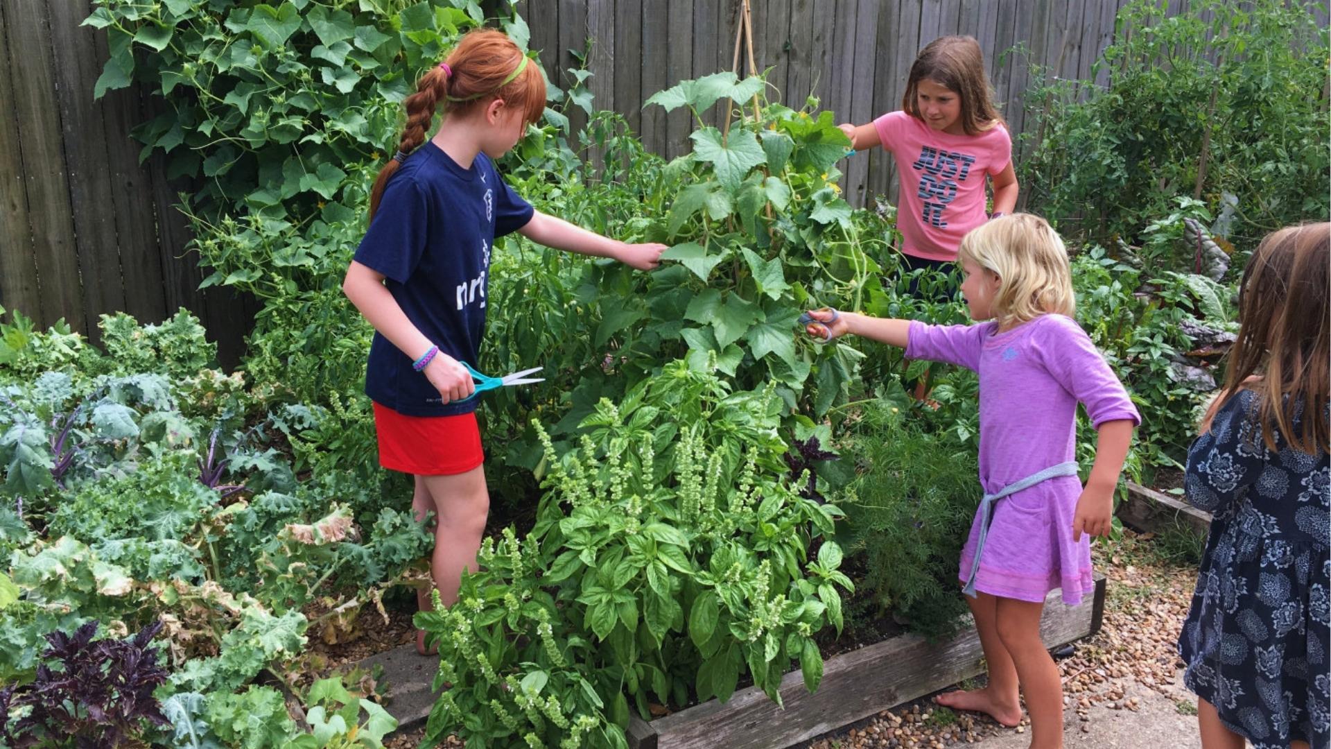 Four girls harvest vegetables from a lush backyard garden using scissors, kale and herbs, Summer Activities for Kids.