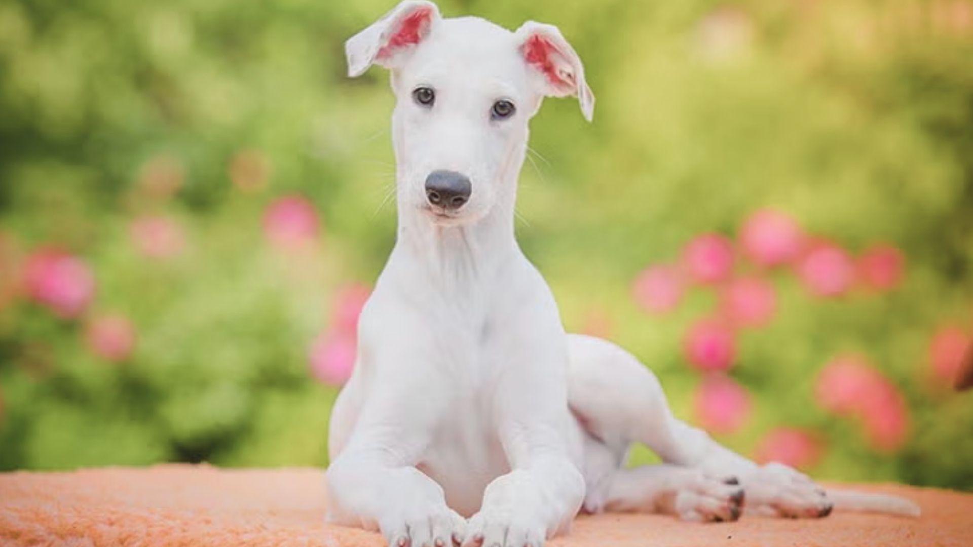 A white dog sits comfortably on an orange blanket, showcasing its fluffy fur against the vibrant fabric.
