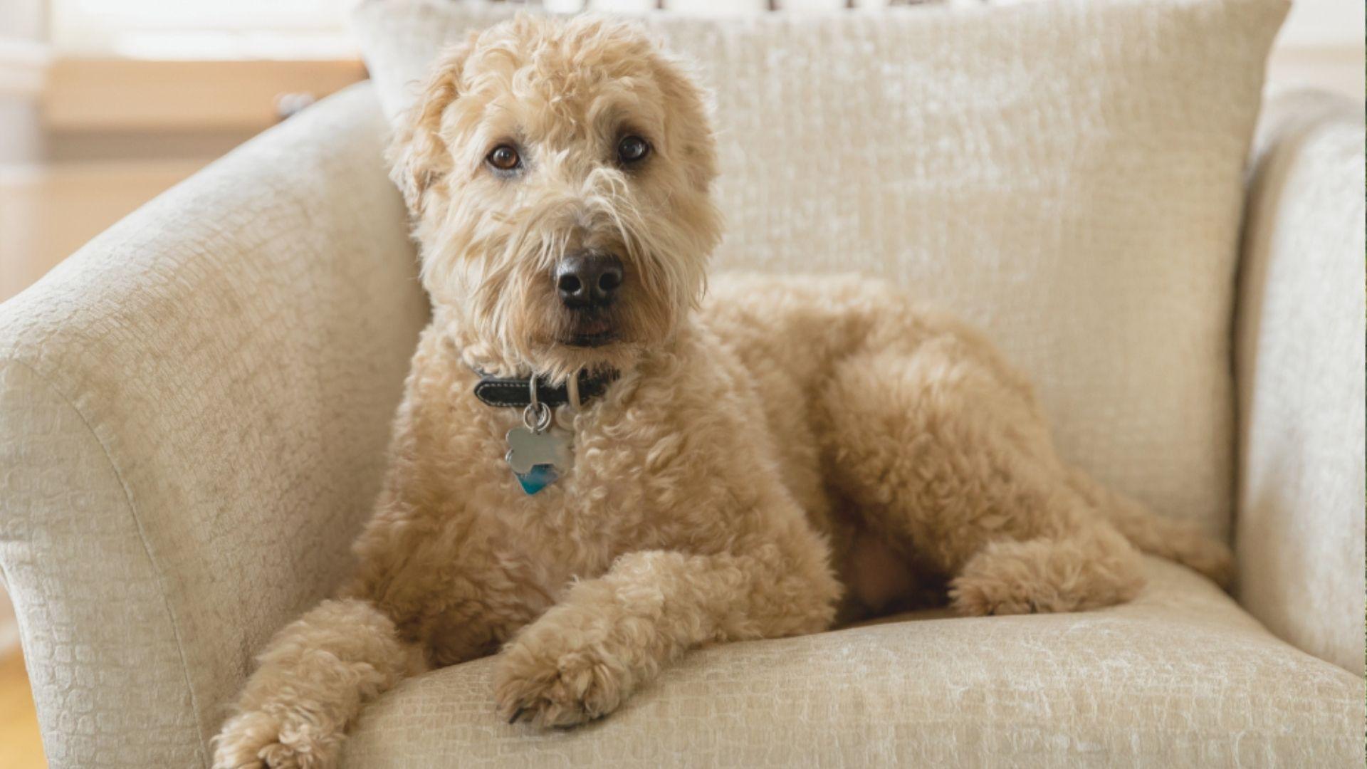 A dog sitting on a chair in a cozy room, looking content and relaxed.