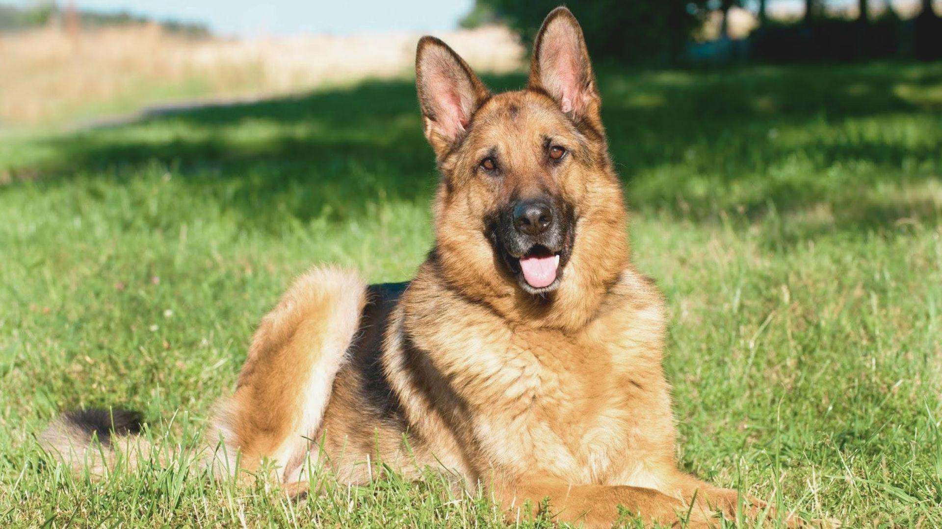 A German Shepherd dog resting comfortably on green grass under a clear blue sky.