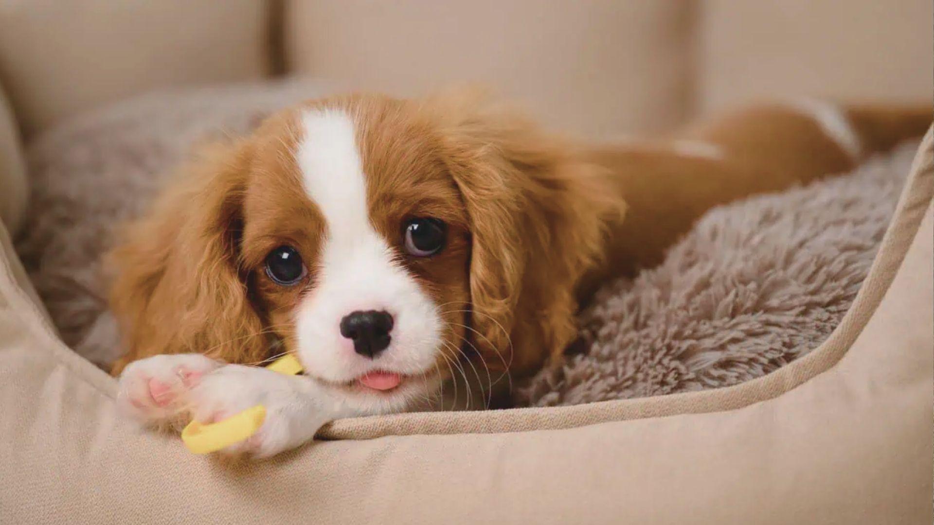 A puppy lying on a bed, holding a toy in its mouth, looking playful and content.