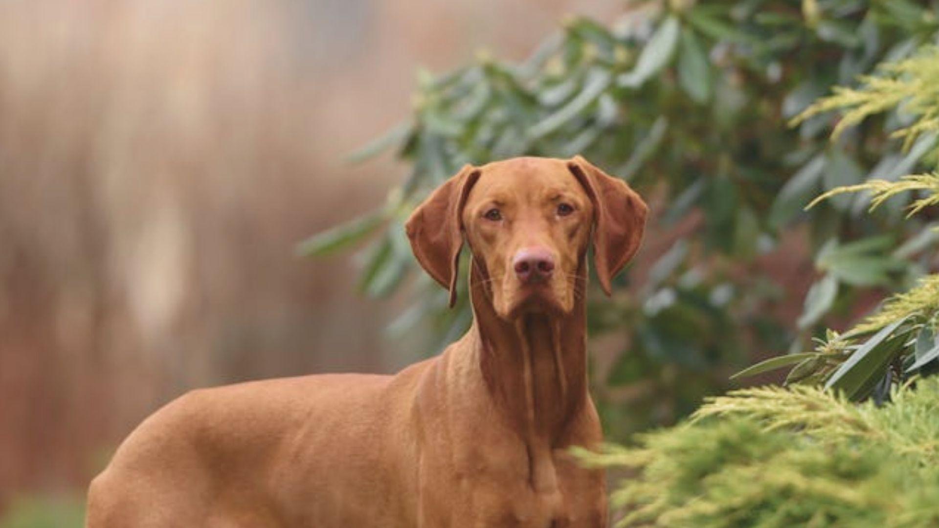 A brown dog stands alert in front of lush green bushes, showcasing its attentive posture and surroundings.
