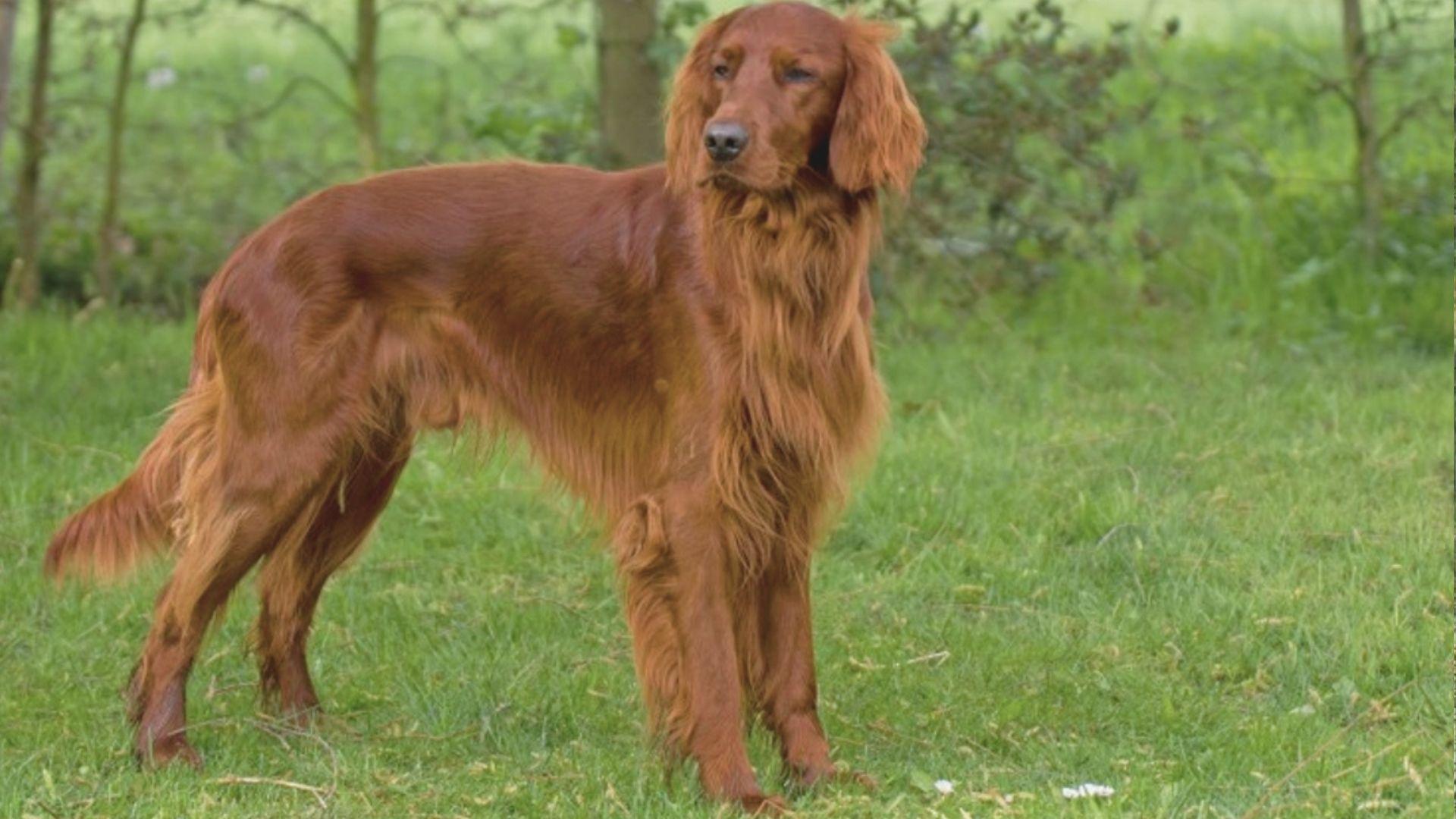 A red dog stands in lush green grass, looking alert and playful under a clear blue sky.