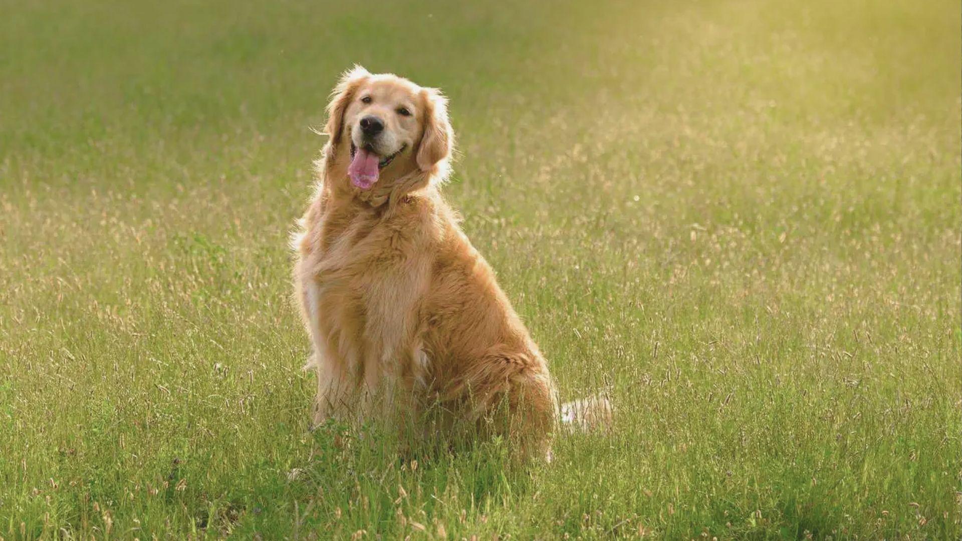 A golden retriever sitting calmly in a lush green field under a clear blue sky.