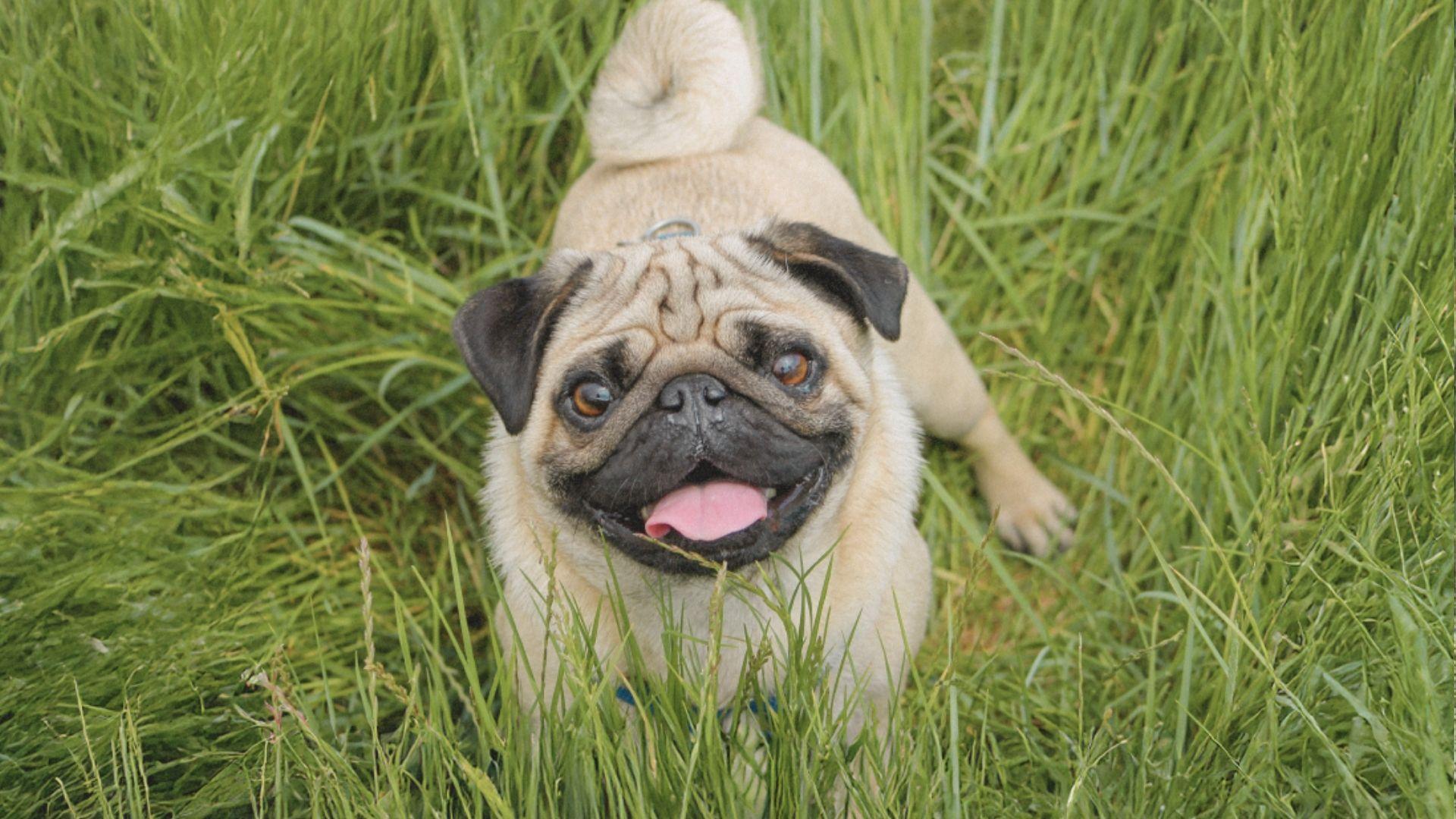 A pug dog stands in tall grass, its short legs and wrinkled face visible among the green blades.