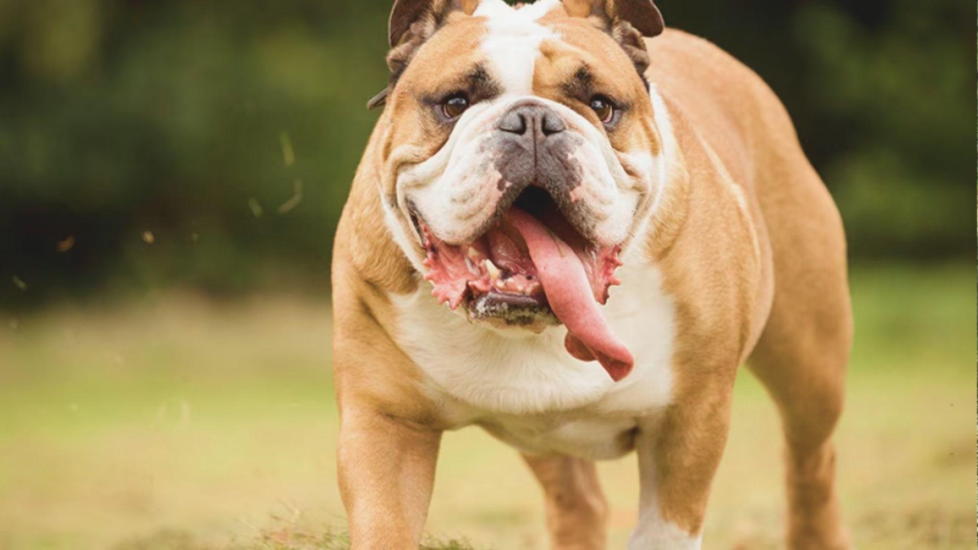 An English bulldog walks on green grass, showcasing its sturdy build and distinctive wrinkled face.