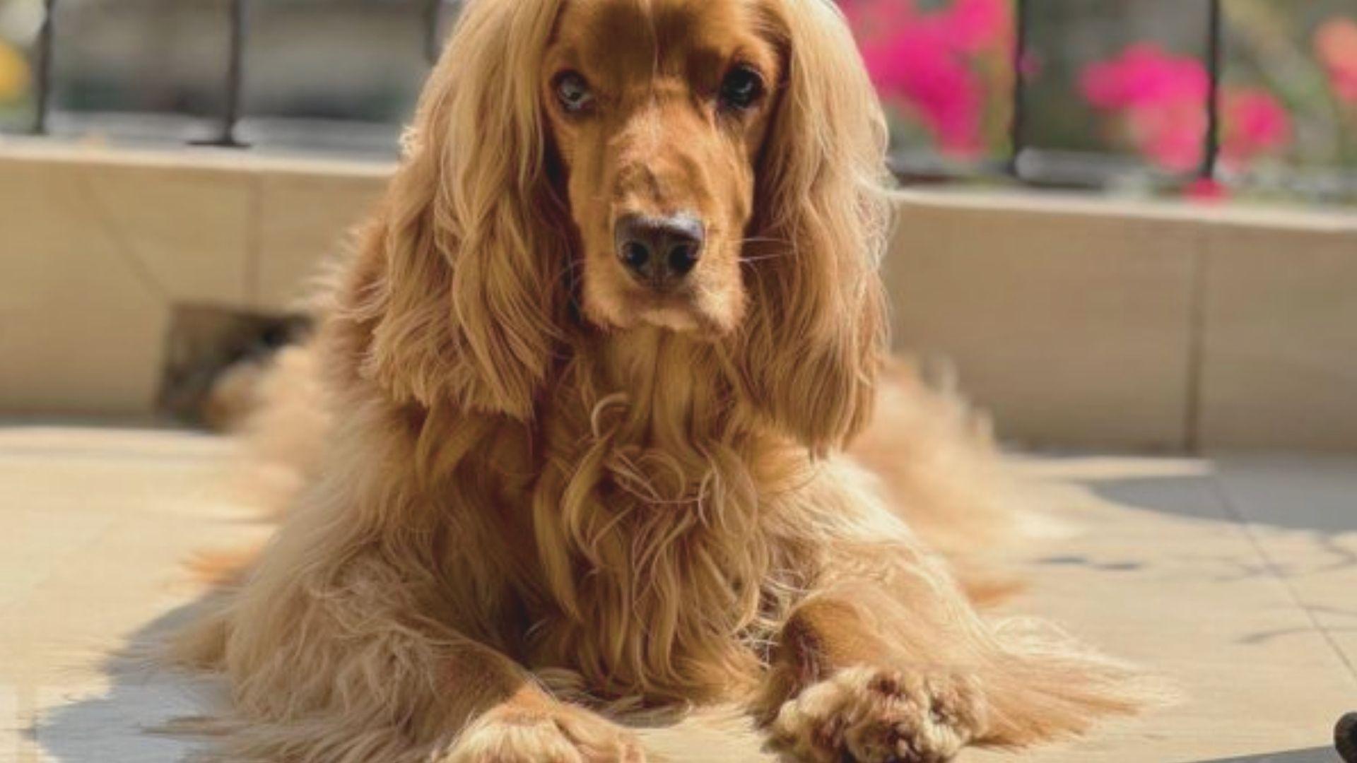 A long-haired dog sitting on a tiled floor, looking content and relaxed.