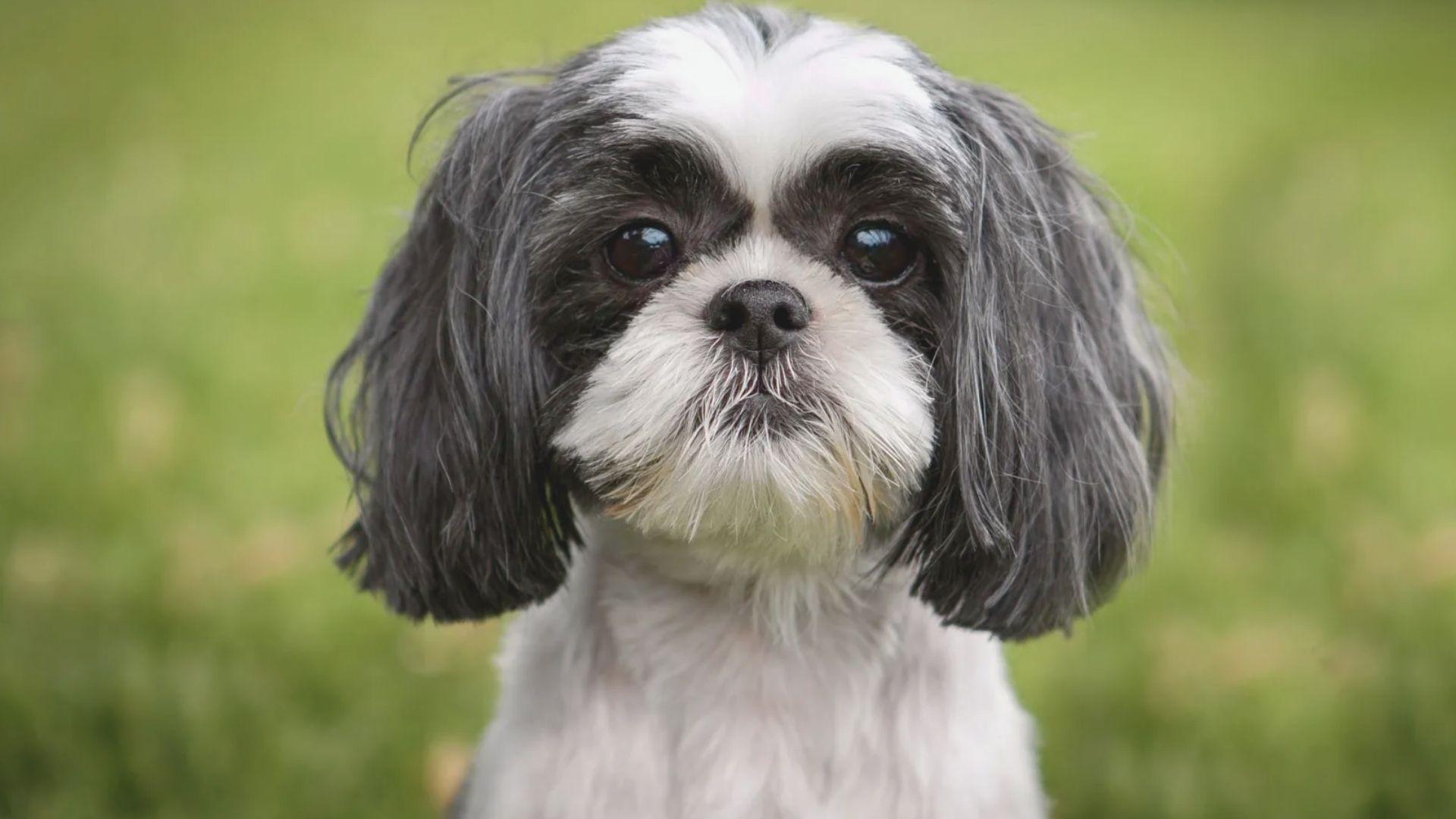 A small black and white dog with long hair sits attentively, showcasing its fluffy coat and bright eyes.