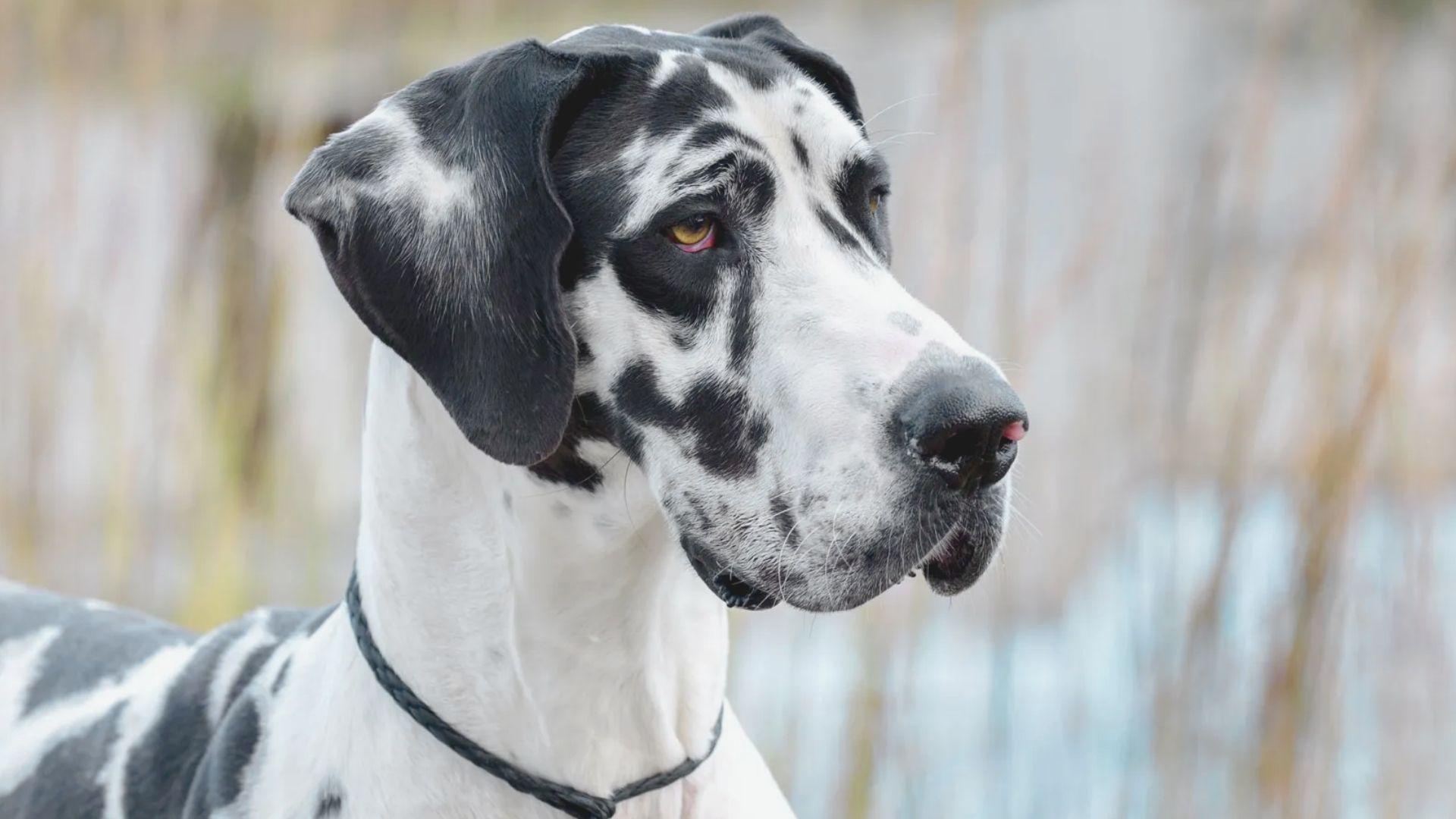 A great dane dog stands proudly in a lush green grass field, showcasing its tall stature and elegant posture.